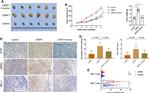 CD274 (PD-L1, B7-H1) Antibody in Immunohistochemistry (IHC)