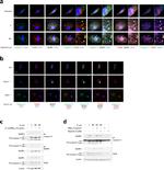 AIM2 Antibody in Western Blot (WB)