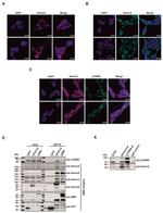 GFP Antibody in Western Blot (WB)