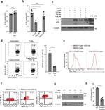 IL-1 beta (Pro-form) Antibody in Flow Cytometry (Flow)