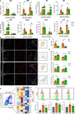 TNF alpha Antibody in Flow Cytometry (Flow)