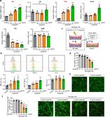 TNF alpha Antibody in Flow Cytometry (Flow)