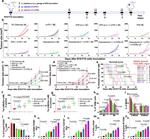 Granzyme B Antibody in Flow Cytometry (Flow)