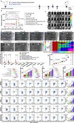 Granzyme B Antibody in Flow Cytometry (Flow)