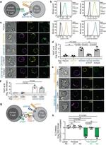 TIGIT Antibody in Flow Cytometry (Flow)