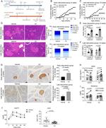 Insulin Antibody in Immunohistochemistry (IHC)