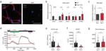 GFAP Antibody in Immunohistochemistry (IHC)