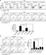 CD43 Antibody