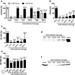 Hepatitis B Virus Surface Ad/Ay Antibody in Affinity Purification (AP)