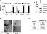 Hepatitis B Virus Surface Ad/Ay Antibody in Affinity Purification (AP)