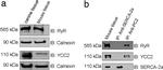 SERCA2 ATPase Antibody in Western Blot (WB)