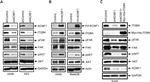 FAK Antibody in Western Blot (WB)