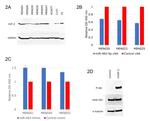 IGF2 Antibody in Western Blot (WB)