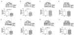 Occludin Antibody in Western Blot (WB)