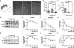 Bax Antibody in Western Blot (WB)