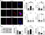 Bax Antibody in Western Blot (WB)