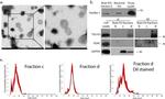 VDAC Antibody in Western Blot (WB)