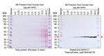 AKR1C1 Antibody in Western Blot (WB)