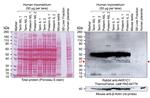 AKR1C1 Antibody in Western Blot (WB)