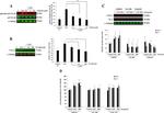 Phospho-NFkB p65 (Ser529) Antibody in Western Blot (WB)