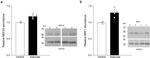 MEF2A Antibody in Western Blot (WB)