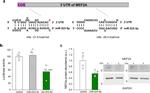 MEF2A Antibody in Western Blot (WB)