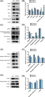 PTBP1 Antibody in Western Blot (WB)