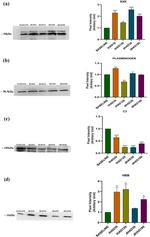 Complement C3 Antibody in Western Blot (WB)