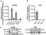 Sodium/Calcium Exchanger Antibody in Western Blot (WB)