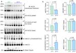 Phospho-KCC2 (Ser940) Antibody in Western Blot (WB)