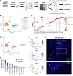 CDH11 Antibody in Immunohistochemistry (IHC)