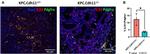 IL-33 Antibody in Immunohistochemistry (IHC)