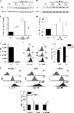 GILZ Antibody in Flow Cytometry (Flow)