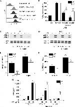 GILZ Antibody in Flow Cytometry (Flow)