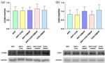 CDK1 Antibody in Western Blot (WB)