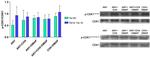 Phospho-CDK1 (Thr14, Tyr15) Antibody in Western Blot (WB)