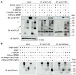 STIM1 Antibody in Western Blot (WB)