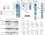 SDHB Antibody in Western Blot (WB)