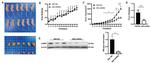 MED19 Antibody in Western Blot (WB)