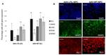 ISL1 Antibody in Immunohistochemistry (IHC)