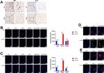 TRIM38 Antibody in Immunohistochemistry (IHC)