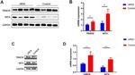 TRIM38 Antibody in Western Blot (WB)