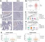 MIP-3 beta Antibody in Immunohistochemistry (IHC)