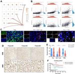 MIP-3 beta Antibody in Immunohistochemistry (IHC)