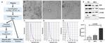 Flotillin 1 Antibody in Western Blot (WB)