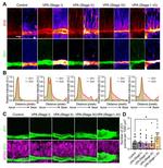 ZO-2 Antibody in Immunohistochemistry (IHC)