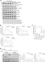 SMAD7 Antibody in Western Blot (WB)