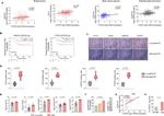 SOX2 Antibody in Immunohistochemistry (IHC)