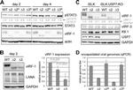 GAPDH Antibody in Western Blot (WB)