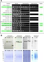 HisG Epitope Tag Antibody in Western Blot (WB)